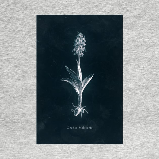 Cyanotype - Orchis Militaris by PixelHunter